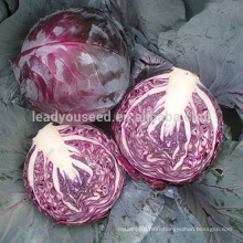 C07 Zizuan medium maturity round shape f1 hybrid cabbage seeds purple color